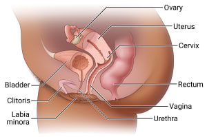 Internal structures of the female reproductive system, including labia minora, clitoris, urethra, bladder, vagina, cervix, uterus, ovary, and rectum.