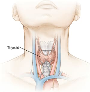 Front view of neck showing thyroid gland.