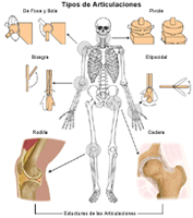 Ilustración de tipos de articulaciones